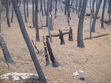 hammered trees2
